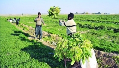 کشاورزی یکی از بخش‌های هدف جهش تولید  در کشور است