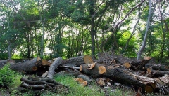 آیا اصلاح مواد قانونی، جان جنگل‌ها را نجات می‌دهد