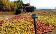 انباشت سیب در کنار جاده‌های آذربایجان‌غربی ممنوع است