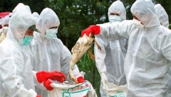 موردی از آنفلوآنزای پرندگان در آذربایجان غربی مشاهده نشد