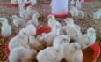 پرورش مرغ نژاد “آرین” از دی امسال در آذربایجان‌غربی آغاز می‌شود