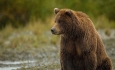 یک قلاده خرس قهوه‌ای در ارتفاعات «مارمیشو» مشاهده شد