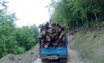 سازمان جنگل‌ها و مراتع هیچ برخوردی با قطع درختان منطقه زاگرس نمی‌کند