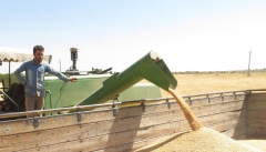 خرید گندم در آذربایجان‌غربی امسال ۹۸ هزار تن بیشتر است