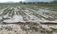 سرمازدگی و تگرگ ۲۴۰۰ میلیارد ریال به بخش کشاورزی ارومیه خسارت زد