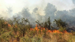 آتش سوزی مناطق جنگلی سردشت به طور کامل مهار شد