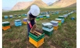 خشکسالی از تهدیدات سالجاری در بخش صنعت زنبورداری است