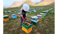 خشکسالی از تهدیدات سالجاری در بخش صنعت زنبورداری است