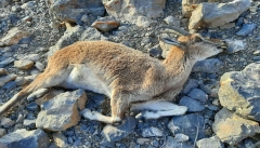 با شکارچیان حیات وحش آذربایجان‌غربی برخورد  جدی می‌شود