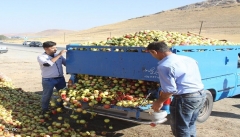 سیب زیردرختی، زخمی بر پیکره کشاورزی آذربایجان‌غربی
