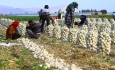 کشاورزی قراردادی، راه‌حل اقتصاد ایران است