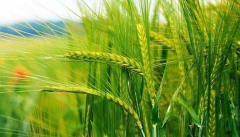 توزیع ۸۰۰۰ هزار تن بذر فرآوری شده گندم بین زارعان آذربایجان‌غربی/نهاده‌ها ۳ برابر افزایش قیمت دارند