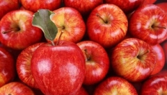 امسال ۷۵ هزار تن سیب از آذربایجان‌غربی صادر شده است