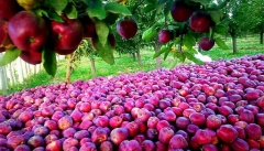 کارخانه‌های آذربایجان‌غربی از خرید سیب صنعتی  امتناع می‌کنند