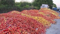 ضایعات، قطب سیب کشور را به حاشیه برد