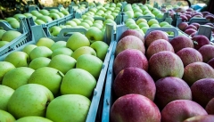 خرید تضمینی سیب صنعتی اجرایی نشد