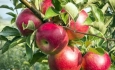 بازار سیب صنعتی آذربایجان غربی با خرید تضمینی ساماندهی شد