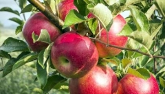 بازار سیب صنعتی آذربایجان غربی با خرید تضمینی ساماندهی شد
