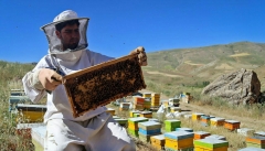 رتبه نخست آذربایجان‌غربی در تولید عسل