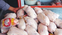 بیماری تنفسی عامل گرانی مرغ در آذربایجان‌غربی