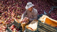 عوارض گمرکی صادرات سیب به اقلیم کردستان عراق برداشته می‌شود