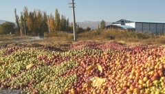 ۸۵۰ هزارتن سیب آذربایجان غربی چشم انتظار صادرات