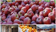 تسهیل موانع صادرات سیب/سردخانه ها از مالیات ارزش افزوده معاف شدند