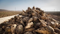 یک میلیون چغندر قند از زارعان آذربایجان غربی  خریداری شد