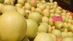 وضعیت سیب‌های صنعتی آذربایجان‌غربی  تعیین تکلیف شود