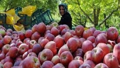 کمیته ویژه سیب در کشور تشکیل شود
