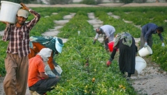 پوشش ۱۰ درصدی بیمه محصولات؛ پاشنه آشیل کشاورزی  آذربایجان غربی