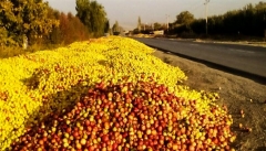 خطر فاسد شدن ۶۰۰ هزار تن سیب صادراتی آذربایجان‌ غربی