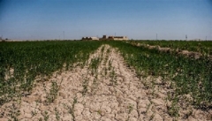 افزایش بهره‌وری مصرف آب؛ نسخه طلایی در عبور آذربایجان غربی  از خشکسالی