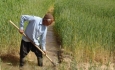 کشاورزی سنتی بلای جان منابع آبی آذربایجان‌غربی