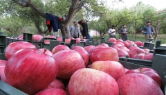 سیب آذربایجان غربی قابل رقابت دربازارجهانی