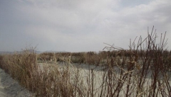 طرح بادشکن غیرزنده  در حاشیه دریاچه ارومیه اجرایی شد