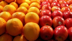 ۱۱۰۰ تن سیب و پرتقال میوه شب عید آذربایجان غربی ذخیره سازی شد