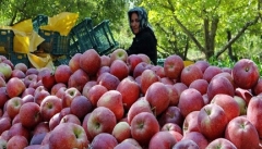 آمارهای اعلامی از صادرات سیب آذربایجان غربی واقعی نیست