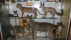 ۱۲۰۰نفر از موزه تاریخ طبیعی ارومیه بازدید کردند