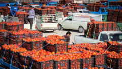 قیمت گوجه فرنگی؛ اولین شوک بازار در سال ۱۴۰۱
