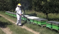 استفاده از آفت کُش‌ها و تلفات ۶۰ درصدی در زنبورستان‌های آذربایجان غربی
