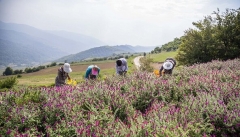 غفلت از ظرفیت اقتصادی گیاهان دارویی  در آذربایجان‌غربی