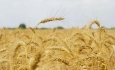 خرید تضمینی گندم از کشاورزان آذربایجان غربی آغاز شد