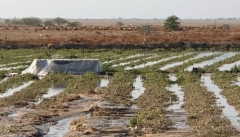۴ هزار میلیارد ریال به بخش کشاورزی آذربایجان‌غربی خسارت وارد شد