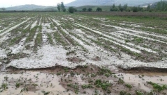 خسارت ۴۳ میلیارد ریالی بلایای طبیعی به اراضی و باغات کشاورزی آذربایجان غربی
