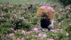 گل محمدی با رایحه اشتغالزایی در آذربایجان غربی