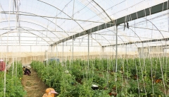 تولید محصولات گلخانه‌ای در آذربایجان غربی مرهمی  بر زخم خشکسالی