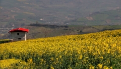 نخستین مزرعه  گردشگری استان  در نقده  راه اندازی می شود