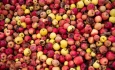 چه سرنوشتی برای سیب‌های آذربایجان غربی رقم خواهد خورد