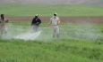 مبارزه با آفت سن گندم در ۲۱۱ هزار هکتار از اراضی آذربایجان غربی